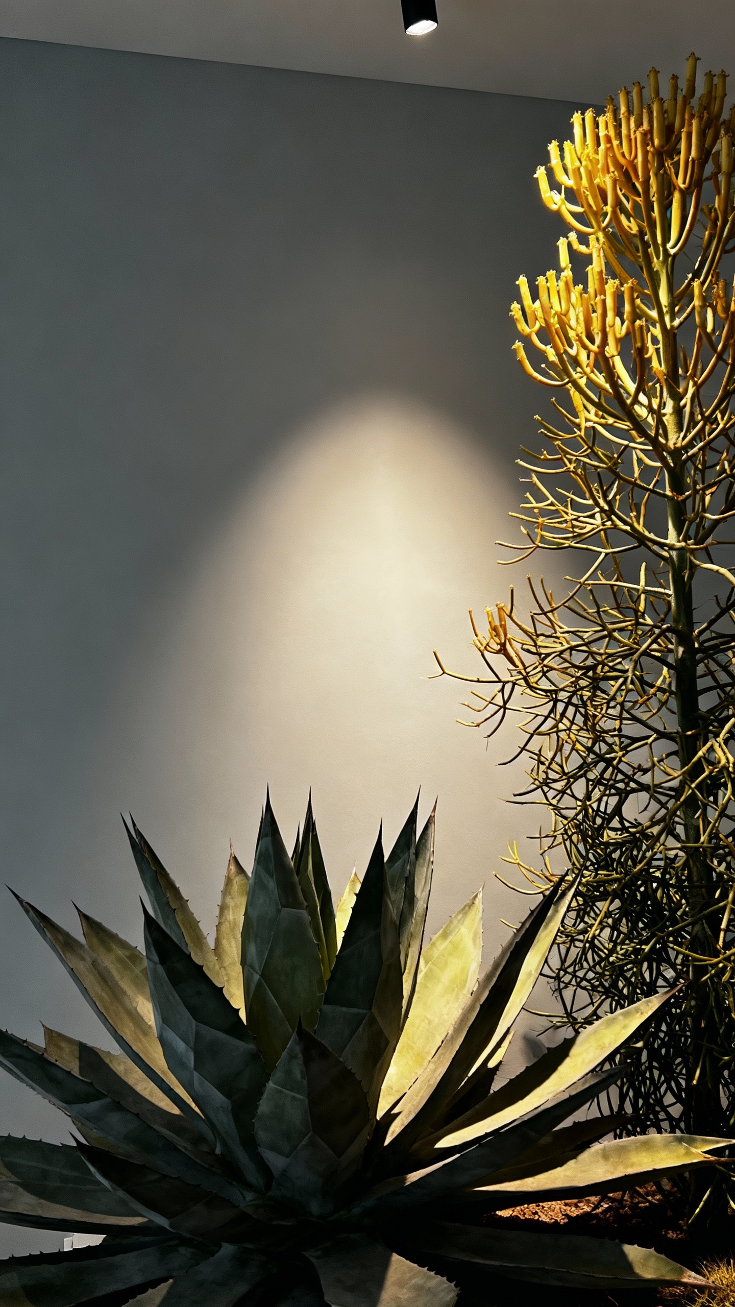 Candelabra euphorbia and sculptural agave in gallery light