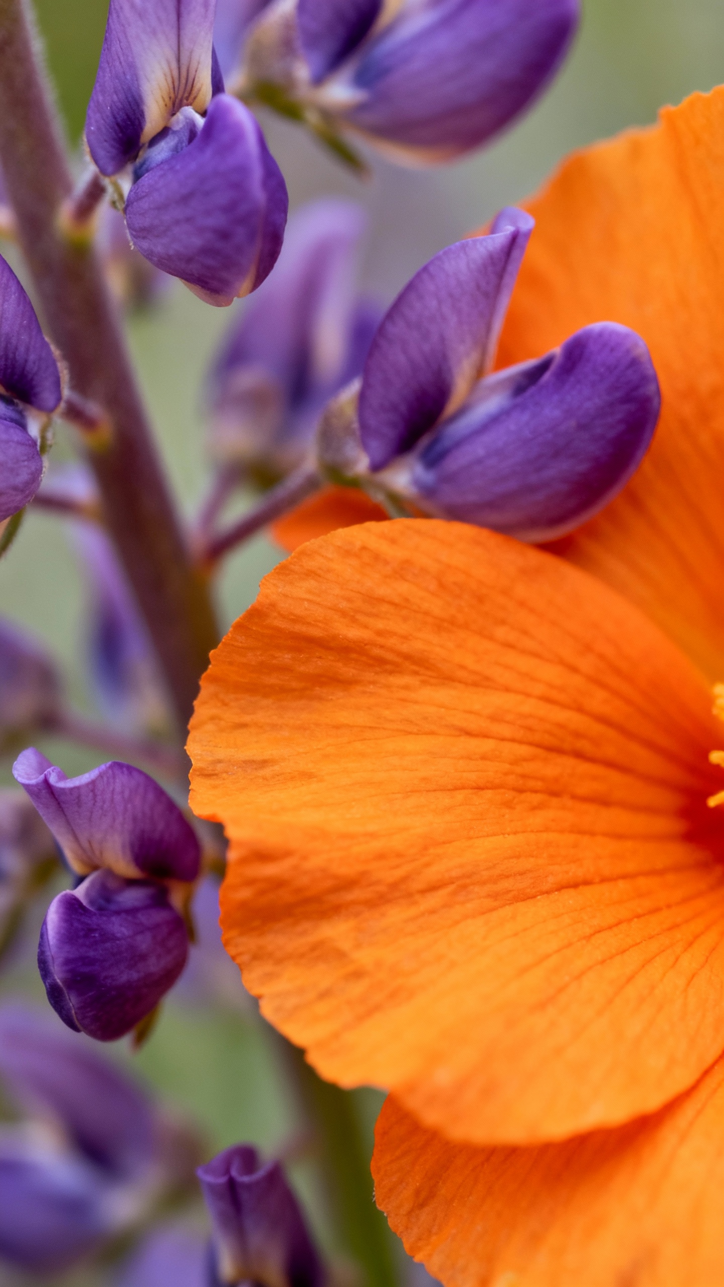 Macro of orange globe mallow and purple lupine petals